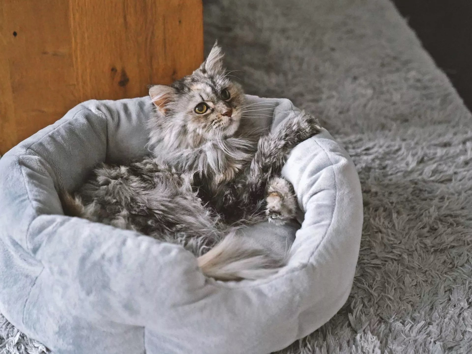 Das mypado Camino Plushblended Katzenbett ist die perfekte Wahl für alle Katzenbesitzer, die ihren Lieblingen nur das Beste bieten möchten. Mit seiner Kombination aus Komfort, Funktionalität und ansprechendem Design wird es schnell zum Lieblingsort Ihrer Katze.